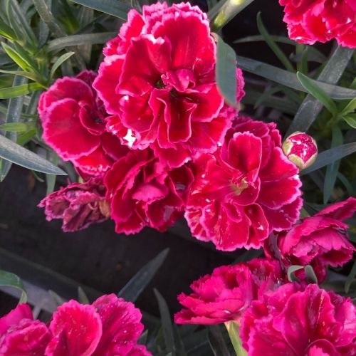 oeillet Dianthus Oscar Purple Wings