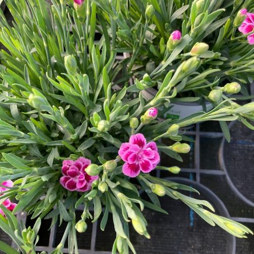 oeillet Dianthus Pink Kisses