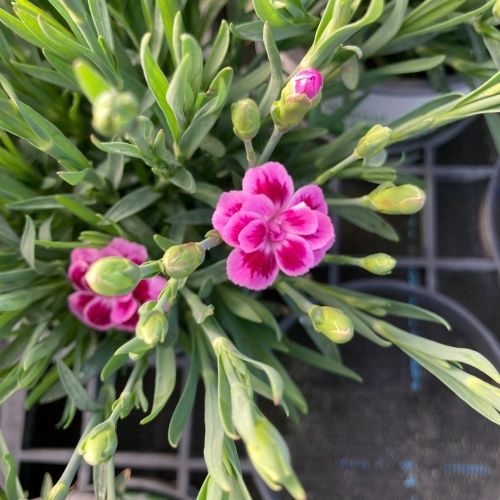 oeillet Dianthus Pink Kisses