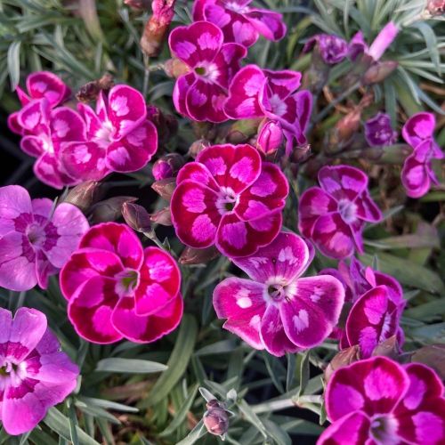 oeillet Dianthus Supertrouper Ilka