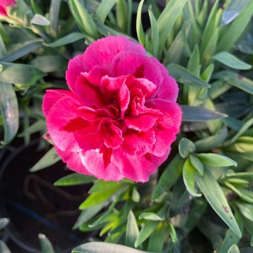 oeillet Dianthus Oscar Purple Wings