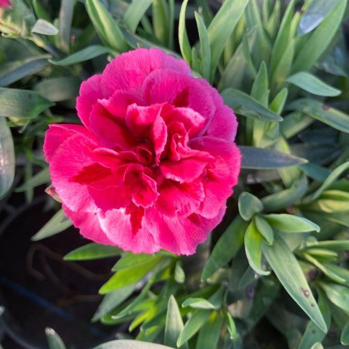 oeillet Dianthus Oscar Purple Wings