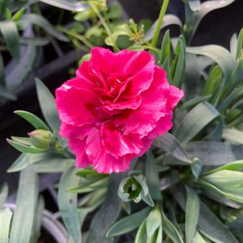 oeillet Dianthus Oscar Purple Wings