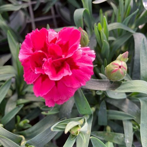 oeillet Dianthus Oscar Purple Wings