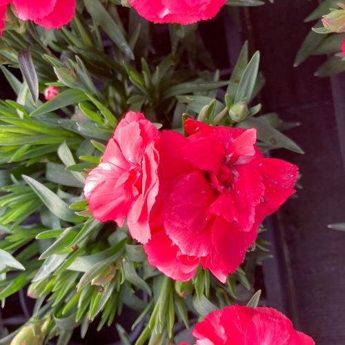 oeillet Dianthus Oscar Cherry