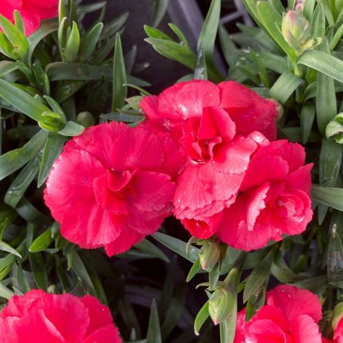 oeillet Dianthus Oscar Cherry