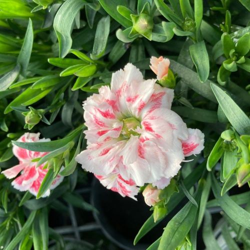 Dianthus Olivia Sweet