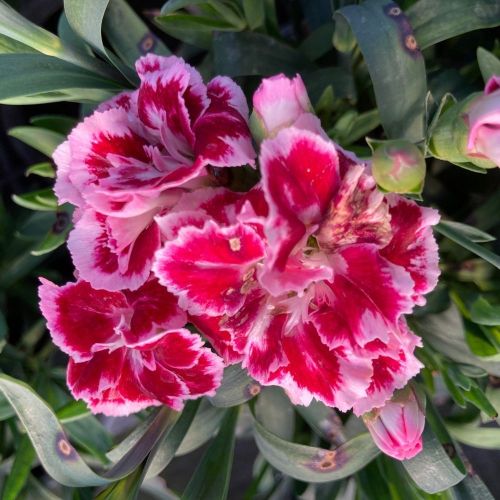 Dianthus Sunflor Esta