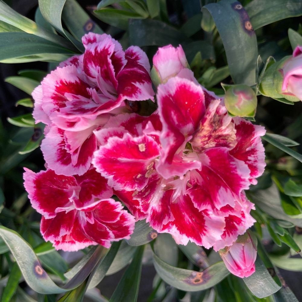 Dianthus Sunflor Esta
