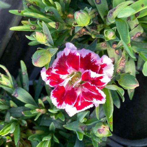 Dianthus Sunflor Esta