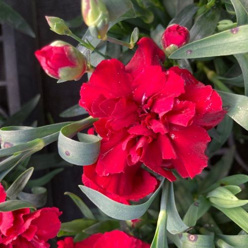 Dianthus Sunflor Vulcano