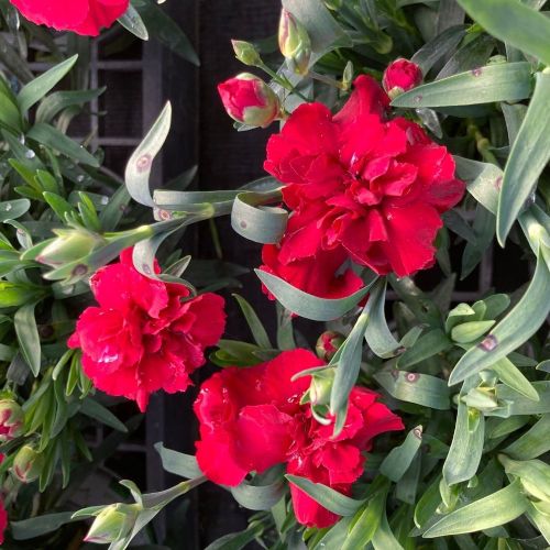 Dianthus Sunflor Vulcano