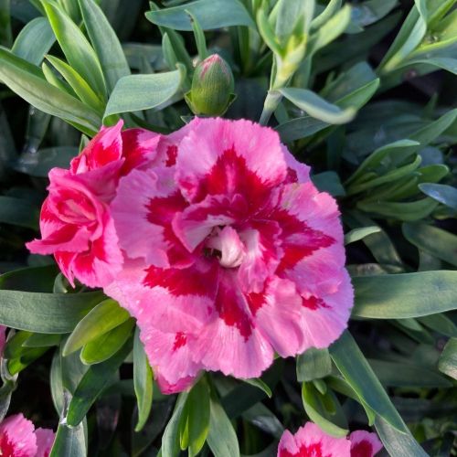 oeillet Dianthus Supertrouper Diwali