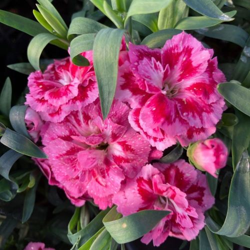 oeillet Dianthus Supertrouper Diwali