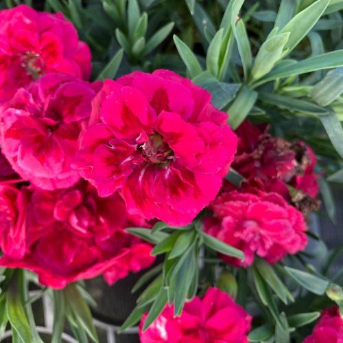 oeillet Dianthus Oscar Purple Wings