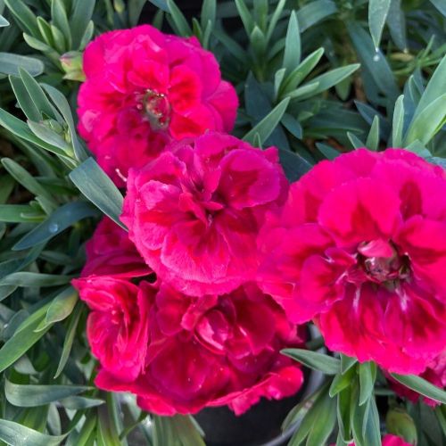 oeillet Dianthus Oscar Purple Wings