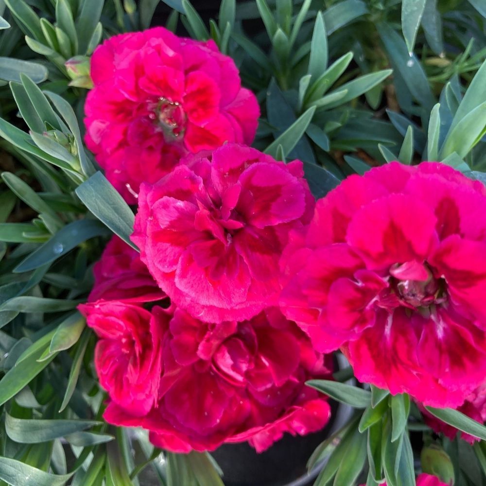 oeillet Dianthus Oscar Purple Wings
