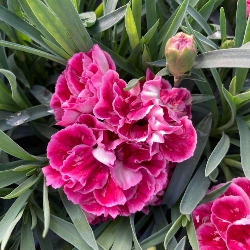 oeillet Dianthus Supertrouper Diwali
