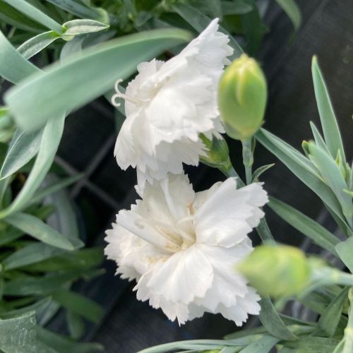Oeillet Dianthus Supertrouper Witta