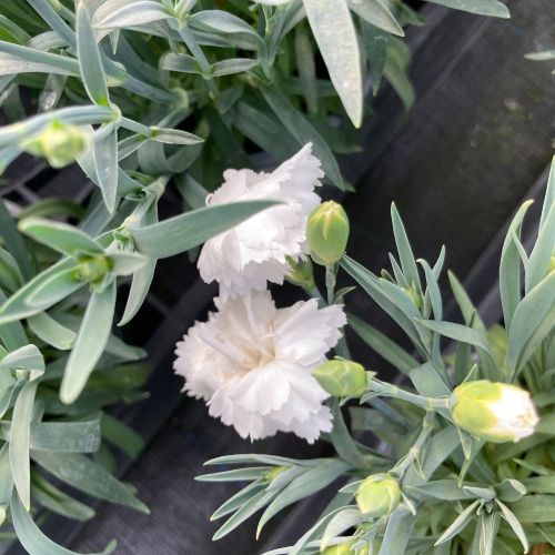 Oeillet Dianthus Supertrouper Witta