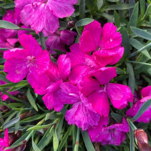 Dianthus Kahori