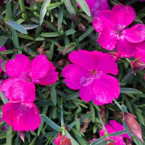 Dianthus Kahori