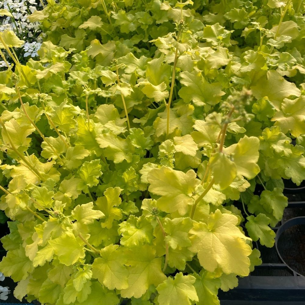 Heuchère 'Shiny' en pot de 11cm