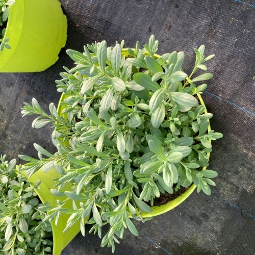 Lavande Angustifolia Essence Purple