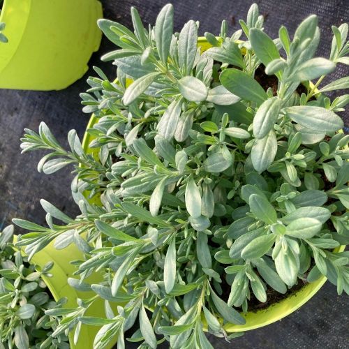 Lavande Angustifolia Essence Purple