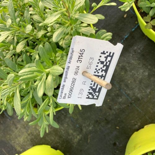 Lavande Angustifolia Essence Purple
