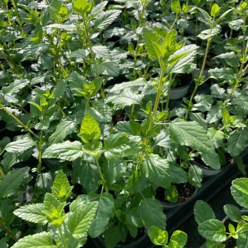 Sauge Microphylla Hot Lips rouge