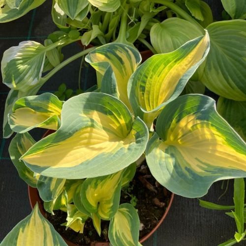 Hosta Snow Cap