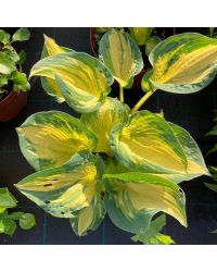 Hosta Snow Cap