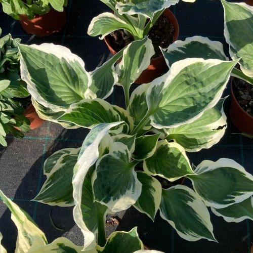 Hosta X Fortunei Vivace Patriot