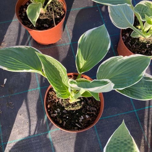 Hosta Jurassic Park