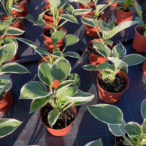 Hosta Jurassic Park