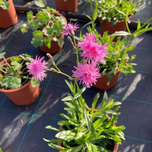 Lychnis Petit Jenny