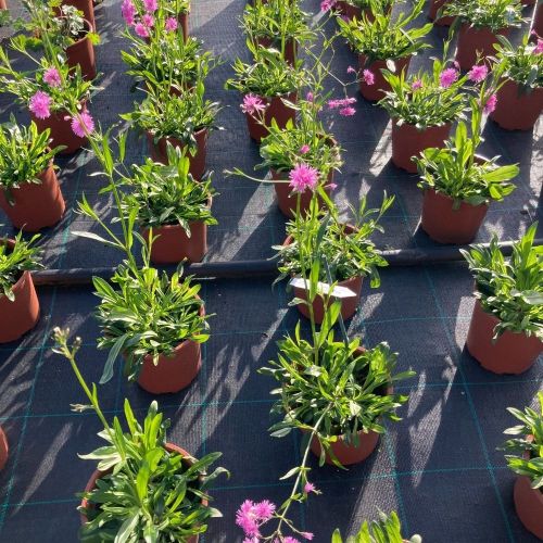 Lychnis Petit Jenny