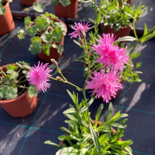 Lychnis Petit Jenny