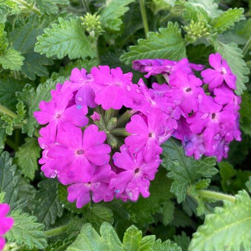 Verveine Venosa Deep Lilac
