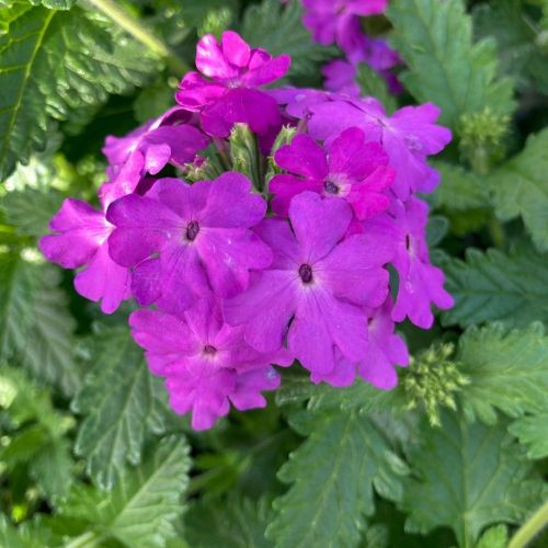 Verveine Venosa Deep Lilac