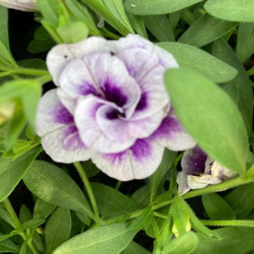 Calibrachoa Uno Double Lavtastic