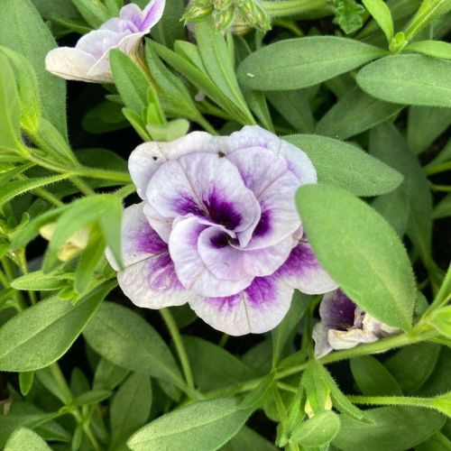 Calibrachoa Uno Double Lavtastic