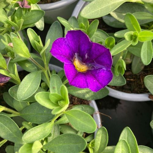 Calibrachoa Callie Hybrida Deep Blue