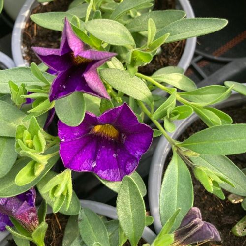Calibrachoa Callie Hybrida Deep Blue
