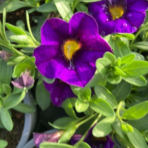 Calibrachoa Callie Hybrida Deep Blue