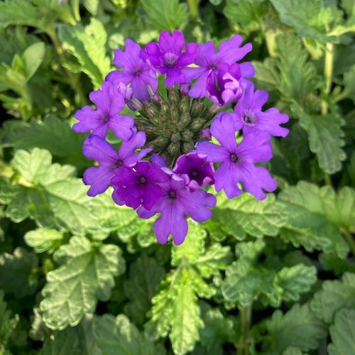 Verveine Retombante Lanai Royal Purple Eye