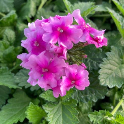 Verveine Endurascape Magenta