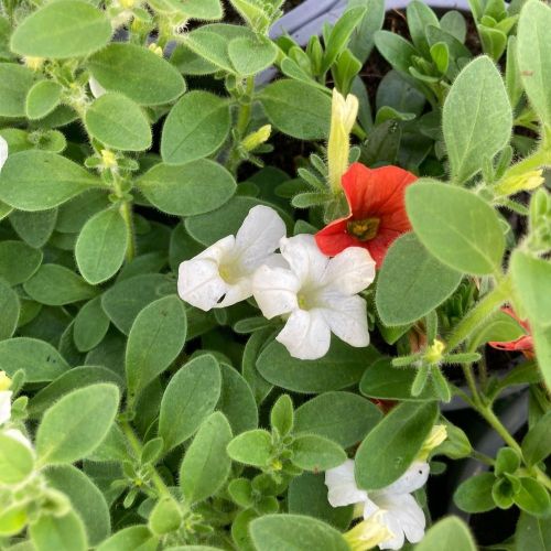 Petunia Retombant Itsy White
