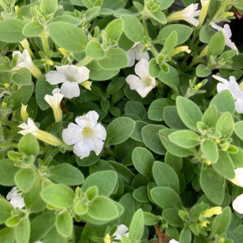 Petunia Retombant Itsy White